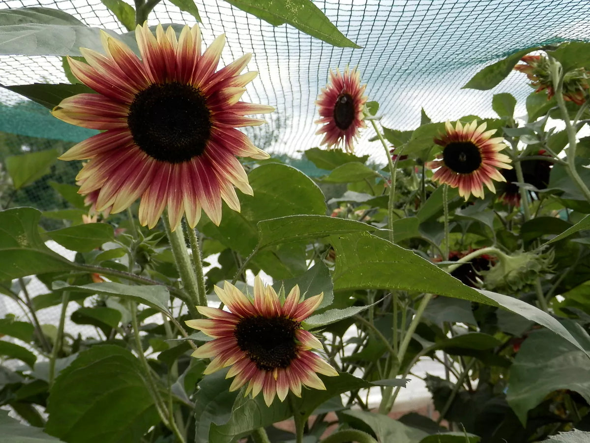 Rode zonnebloem biologische zaden - Feggies