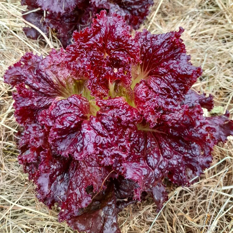 Snijsla Red Velvet - Feggies