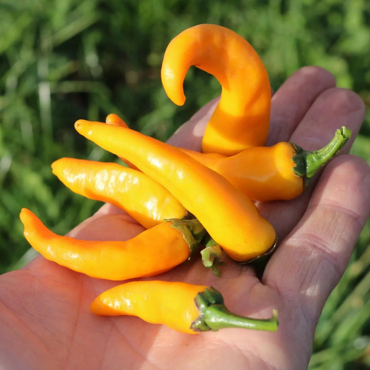 Chili peper Cayorange biologische zaden