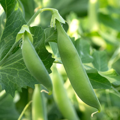 Sugarsnaps Nairobi Biologisch