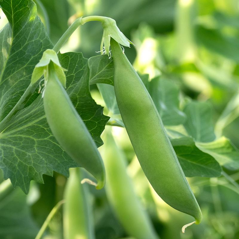 Sugarsnaps Nairobi Biologisch