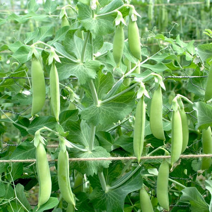 Sugarsnaps Nairobi Biologisch