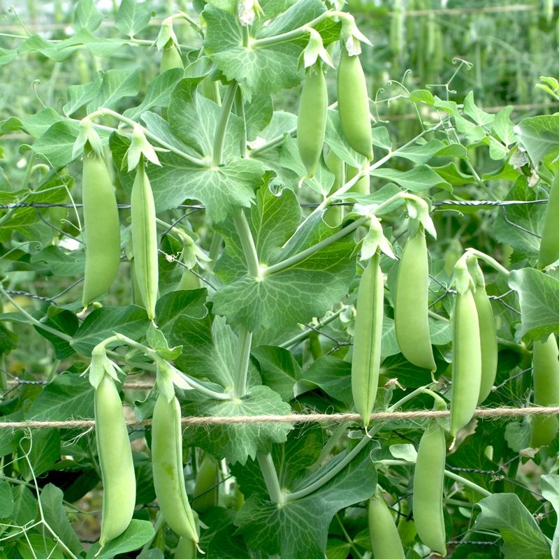 Sugarsnaps Nairobi Biologisch