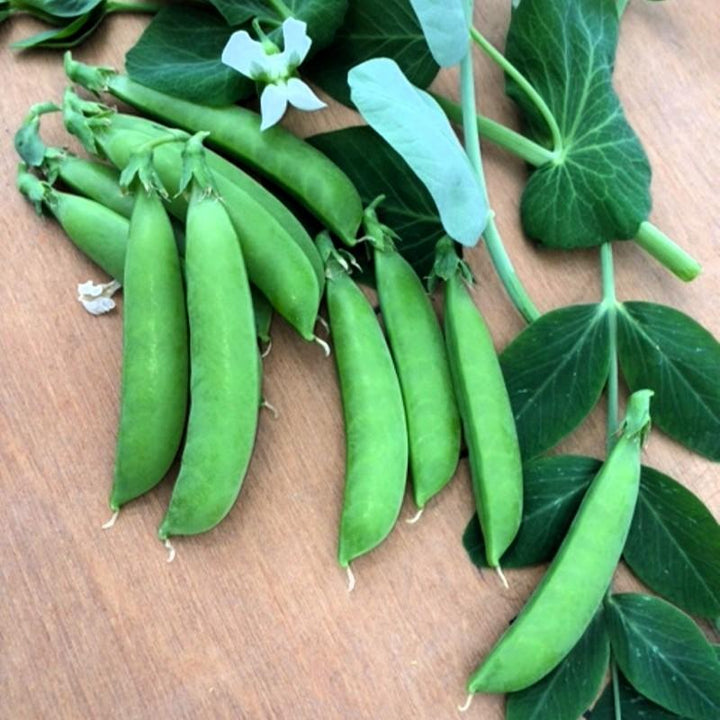 Sugarsnaps Nairobi Biologisch