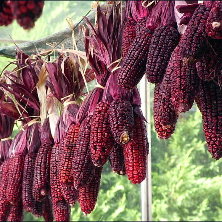 Suikermaïs ‘Martian Purple Red’ (Zea mays) – biologische zaden