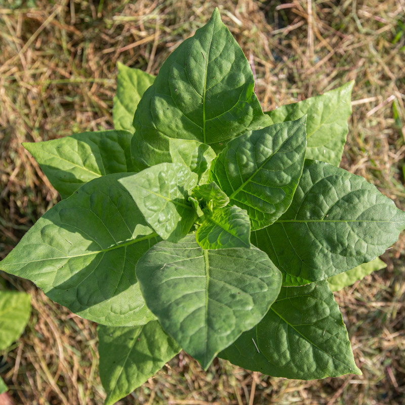 Tabak ‘Tasova’ (Nicotiana tabacum) – biologische zaden - Feggies