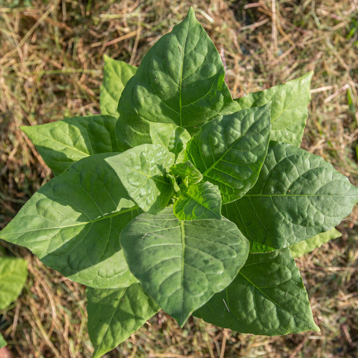 Tabak ‘Tasova’ (Nicotiana tabacum) – biologische zaden