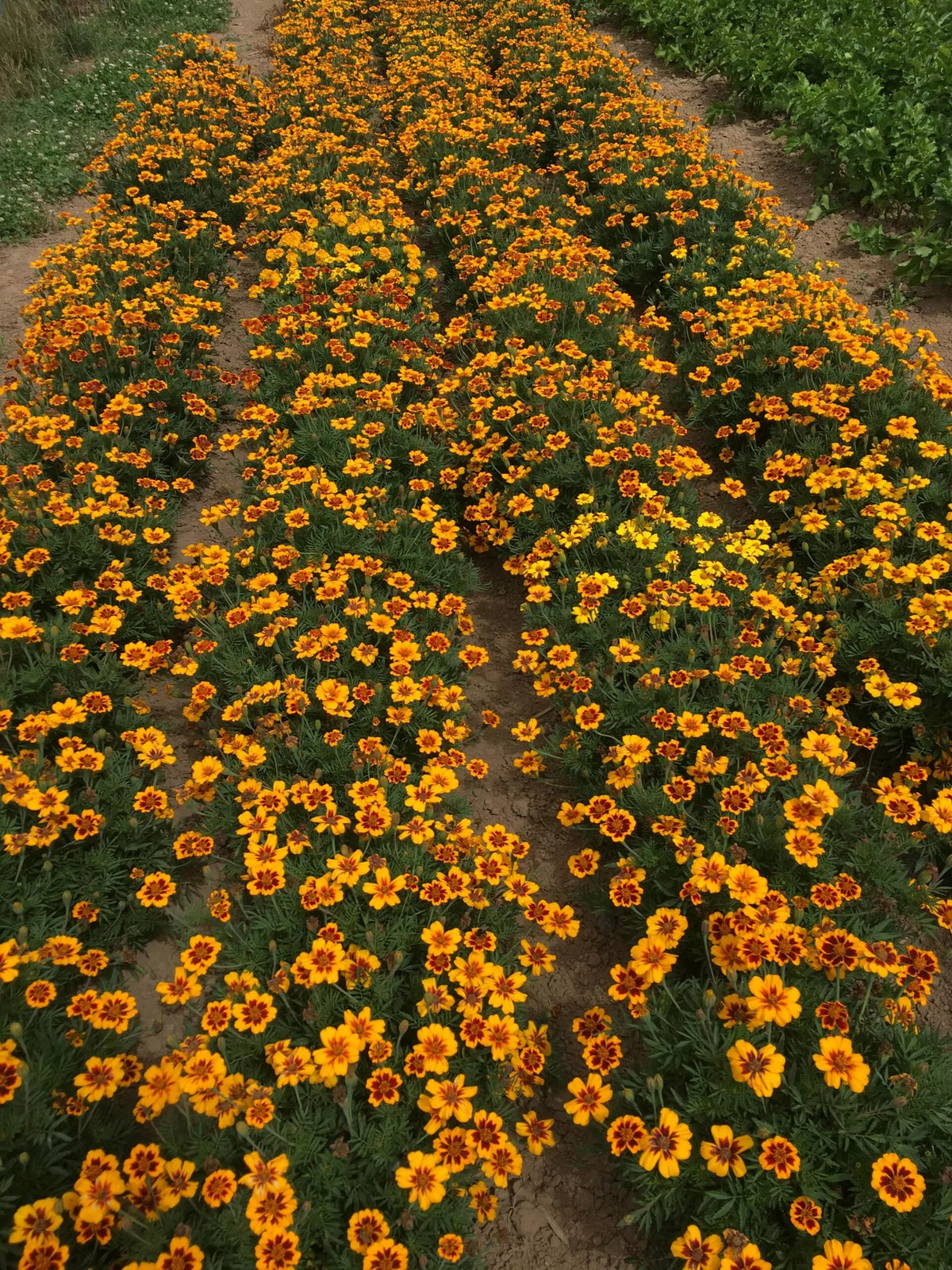 Afrikaantje ‘Kolibri’ (Tagetes patula) – biologische zaden - Feggies