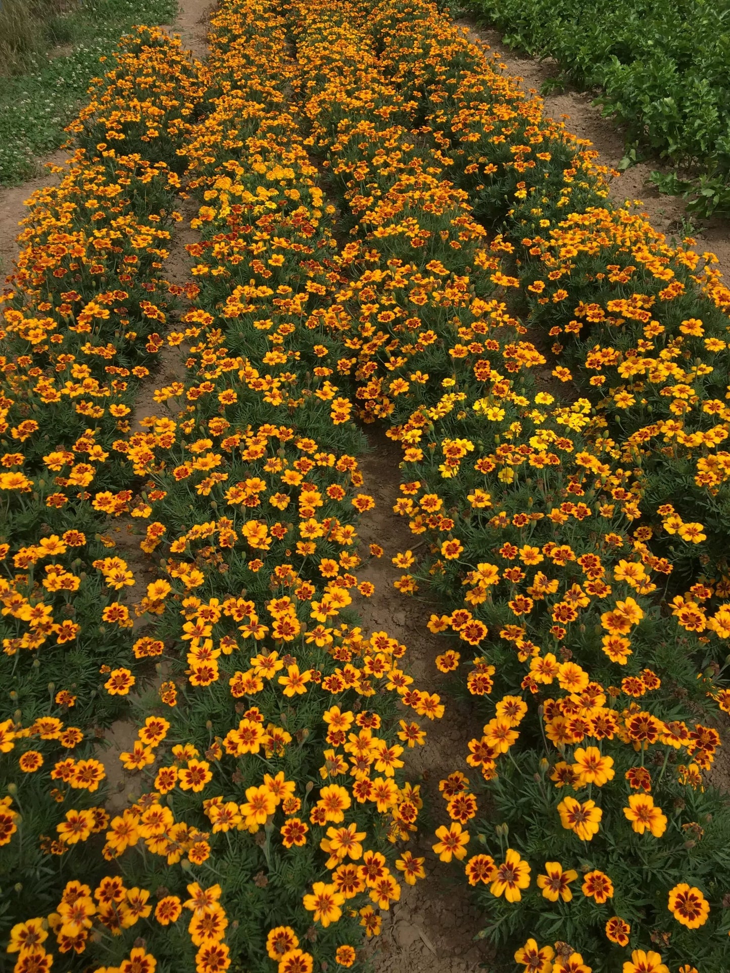 Tagetes Kolibri (Afrikaantjes) biologische zaden