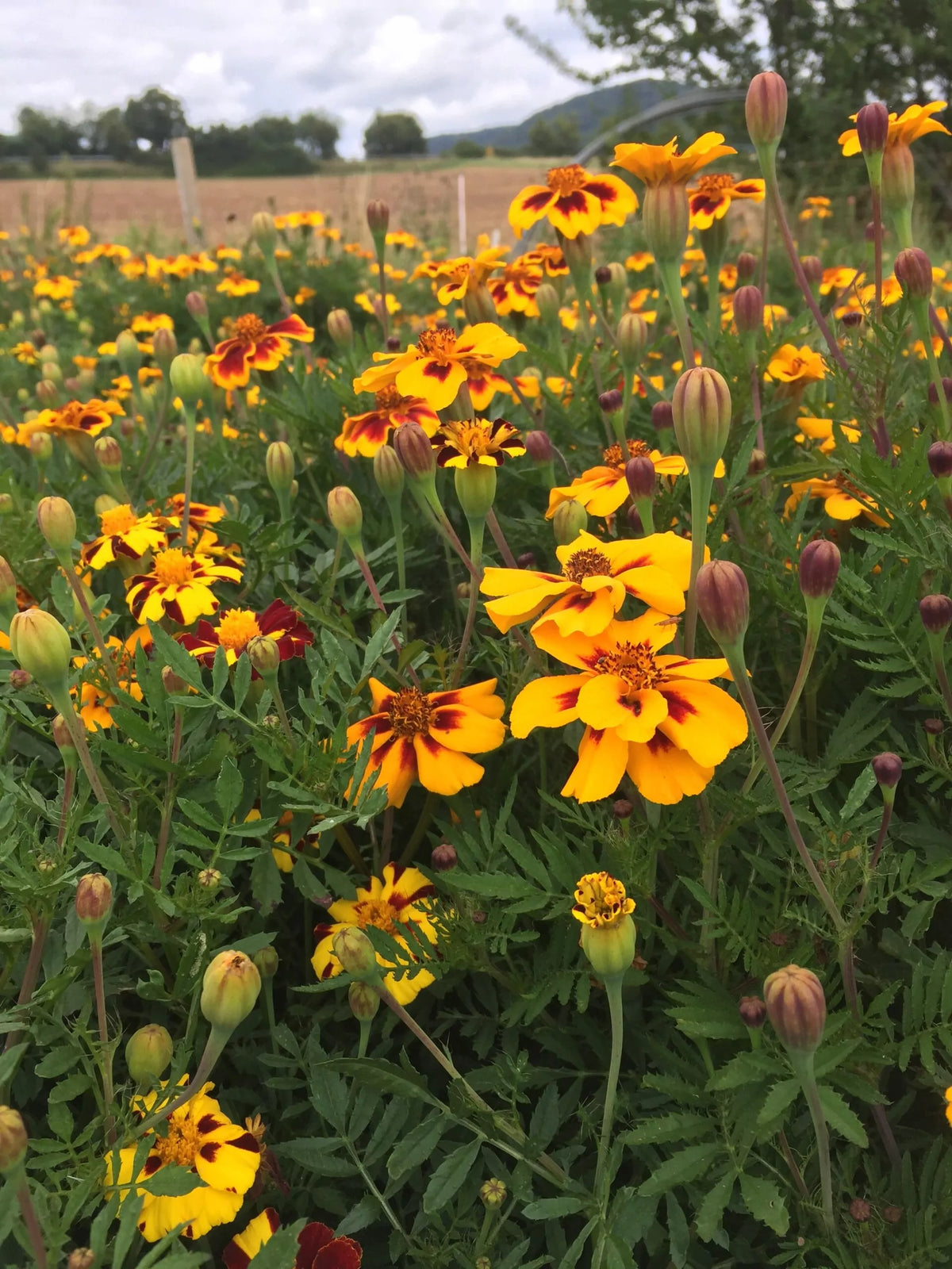 Afrikaantje ‘Kolibri’ (Tagetes patula) – biologische zaden - Feggies