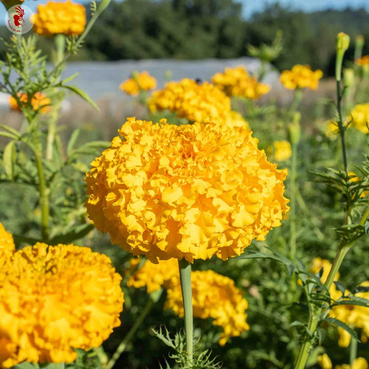 Tagetes Jack’s Crackers Mix (Afrikaantjes)