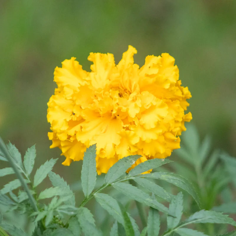 Tagetes Jack’s Crackers Mix (Afrikaantjes) - Feggies
