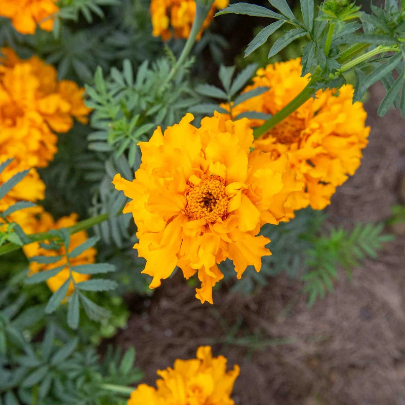 Tagetes Jack’s Crackers Mix (Afrikaantjes) - Feggies