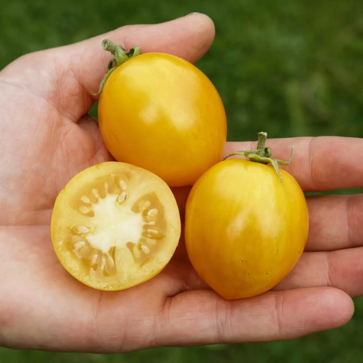 Tomaat Tigerette Cherry biologische zaden - Feggies