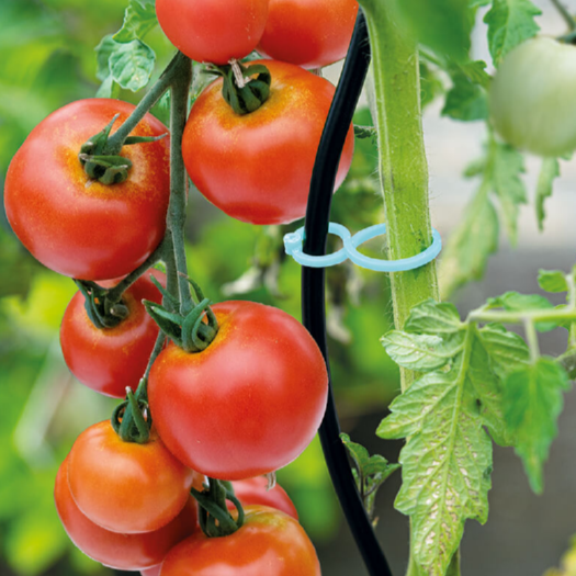 Tomatenclips 15stuks - Feggies