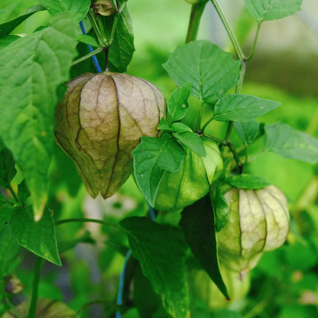 Tomatillo / Toma verde (Physalis ixocarpa) – biologische zaden