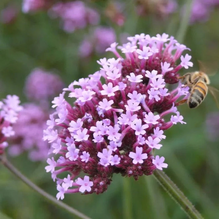 IJzerhard / Verbena (Verbena officinalis) – biologische zaden