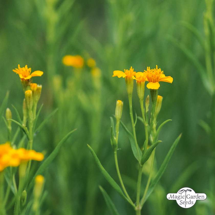 Tagetes Lucida (Mexicaanse dragon) zaden Biologisch