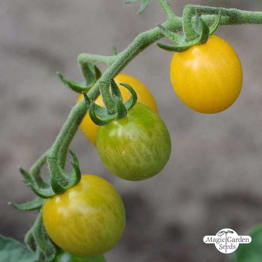 Gele wilde tomaat zaden Biologisch