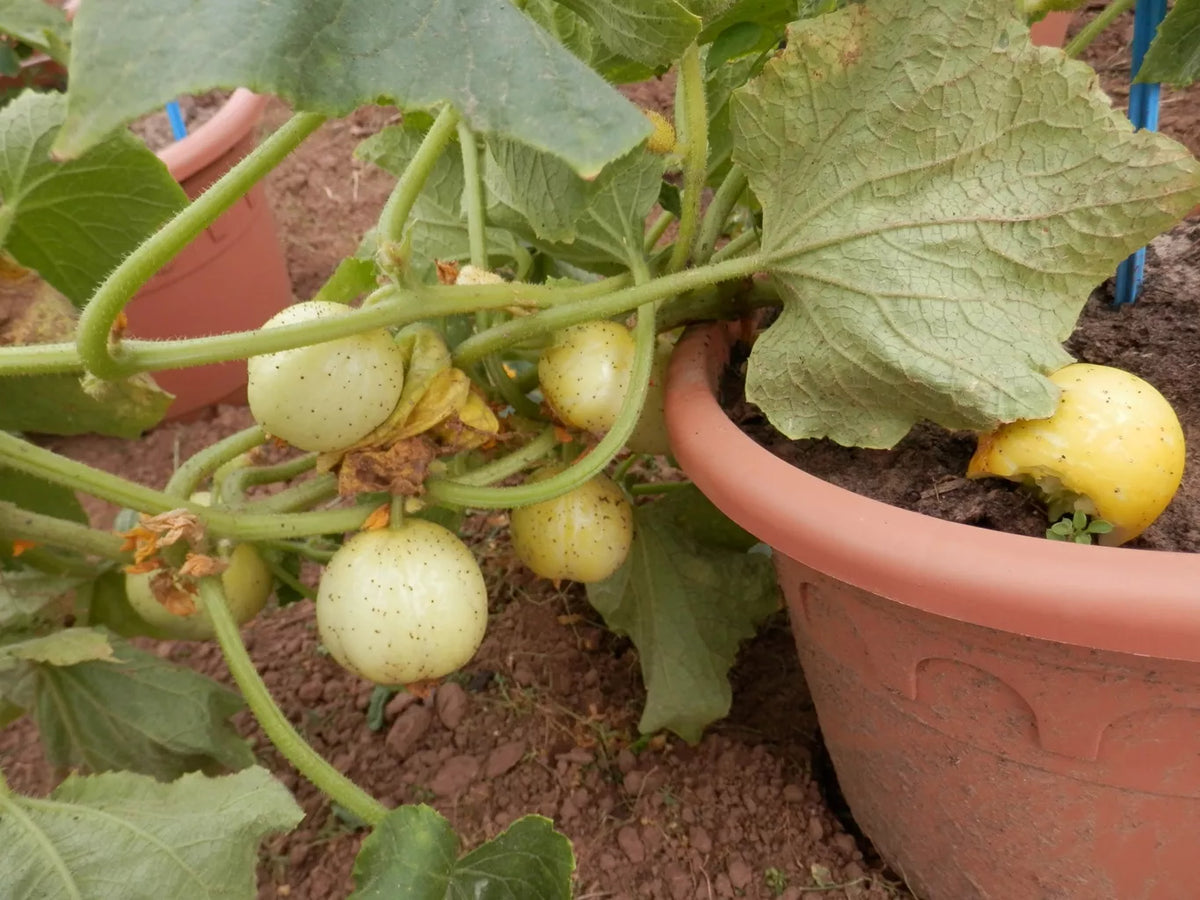 Komkommer ‘Lemon’ / Citroenkomkommer (Cucumis sativus) – biologische zaden - Feggies