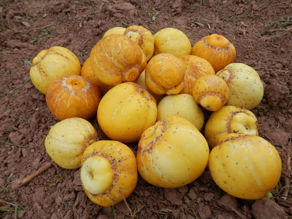 Komkommer ‘Lemon’ / Citroenkomkommer (Cucumis sativus) – biologische zaden - Feggies