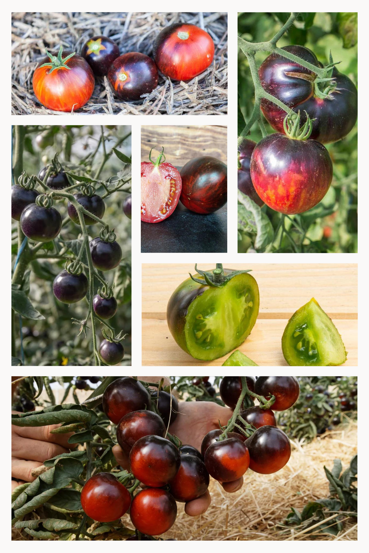 Biologische Zwarte Tomatenmix Zadenset - Feggies