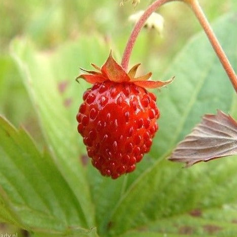 Aardbei 4 seizoenen "Reine des Vallées" zaden biologisch