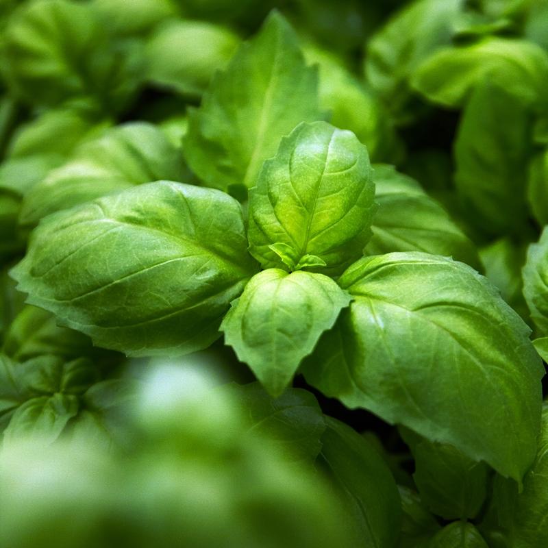 Anijsbasilicum 'Ah Nice' Biologisch