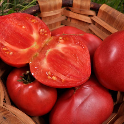 Anna Russian – biologische tomatenzaden - Feggies