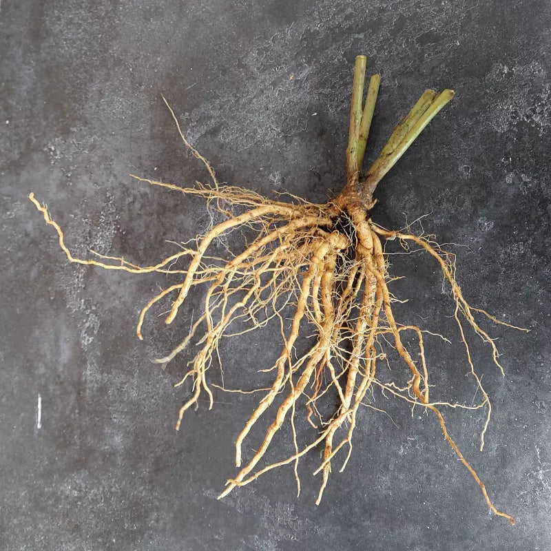 Ashwagandha / Winterkers (Withania somnifera) – biologische zaden - Feggies