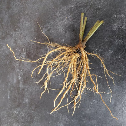 Ashwagandha / Winterkers (Withania somnifera) – biologische zaden