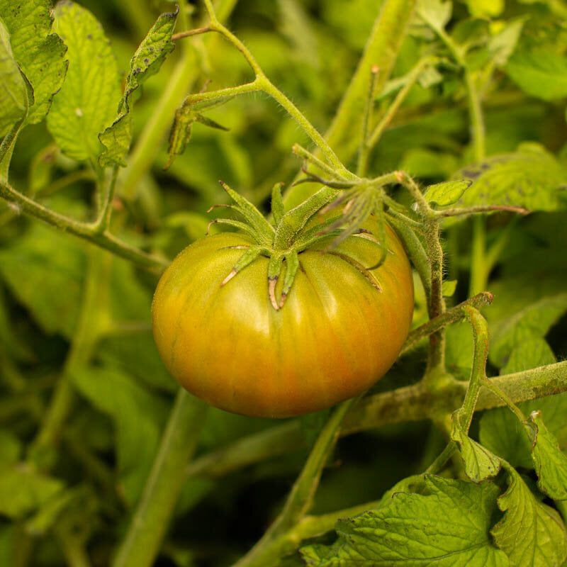 Aunt Ruby’s German Green – biologische tomatenzaden - Feggies