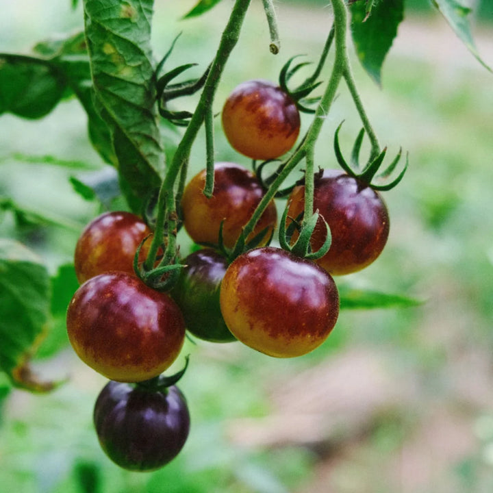 Awesome Emma Cherry – biologische cherrytomatenzaden