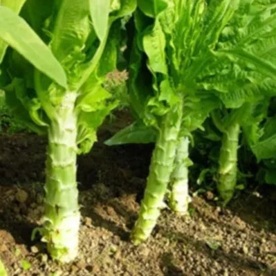 Aspergesla zaden biologisch - Feggies