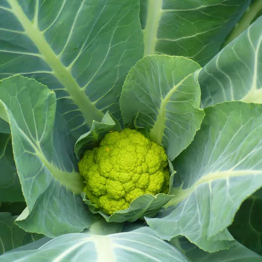 Bloemkool Verde di Macerata biologisch
