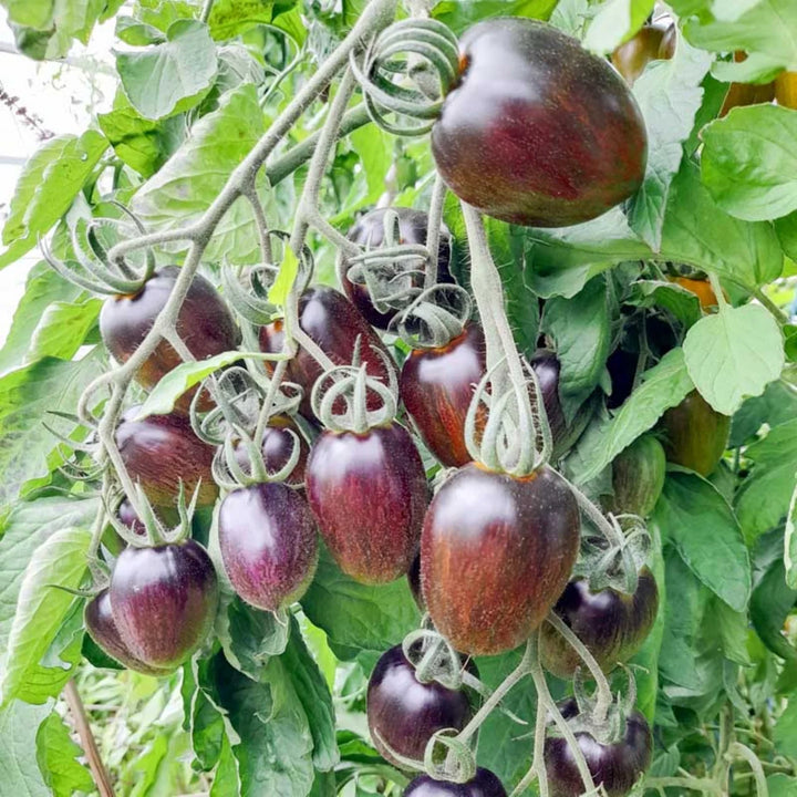 Brad’s Atomic Grape – biologische tomatenzaden
