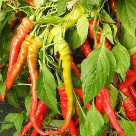 Chilli peper Lombardo zaden biologisch - Feggies