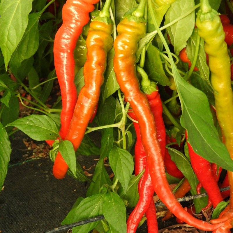 Chilli peper Lombardo zaden biologisch - Feggies