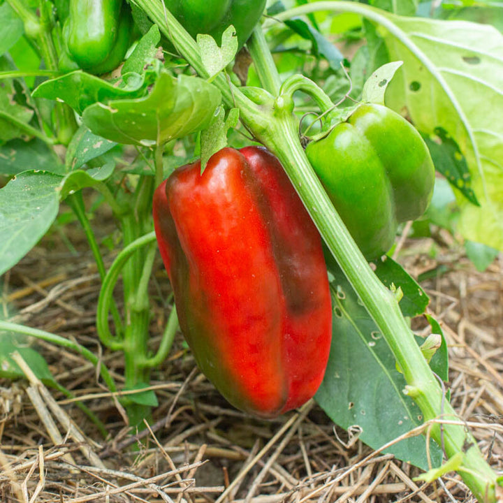 Chinese Giant Sweet – biologische paprikazaden (heirloom)