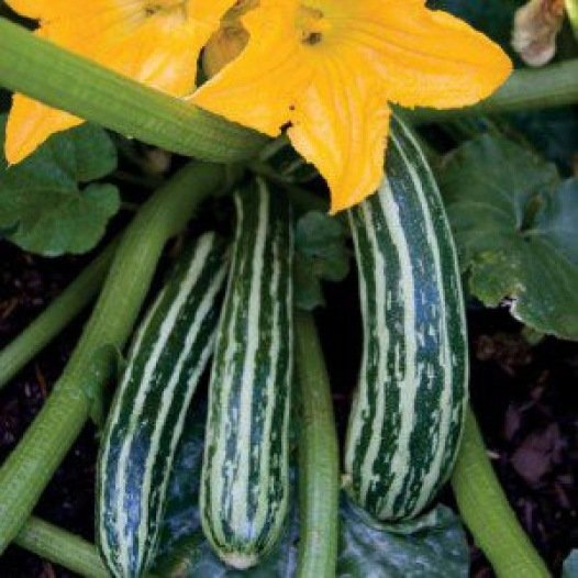 Courgette Cocozelle de Tripolis zaden biologisch - Feggies