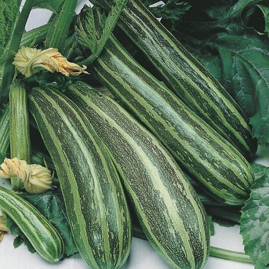 Courgette Cocozelle de Tripolis zaden biologisch - Feggies