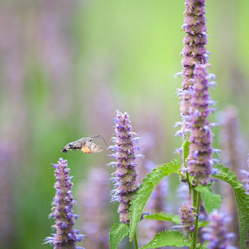 Purple Giant Hyssop (Agastache of Menthe coréenne) - biologische zaden - Feggies