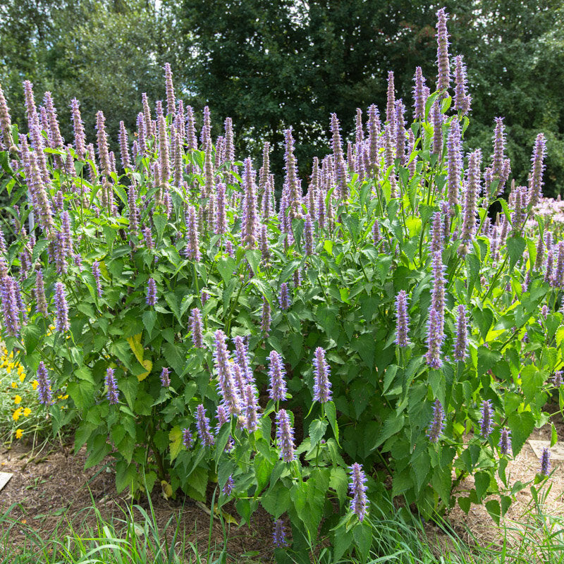 Purple Giant Hyssop (Agastache of Menthe coréenne) - biologische zaden
