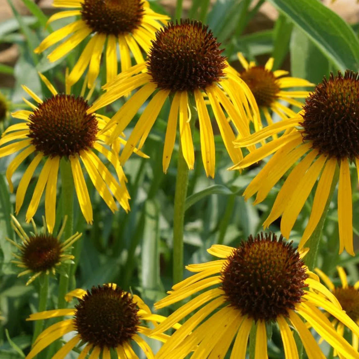 Echinacea paradoxa (Echinacée jaune) - biologische zaden - Feggies