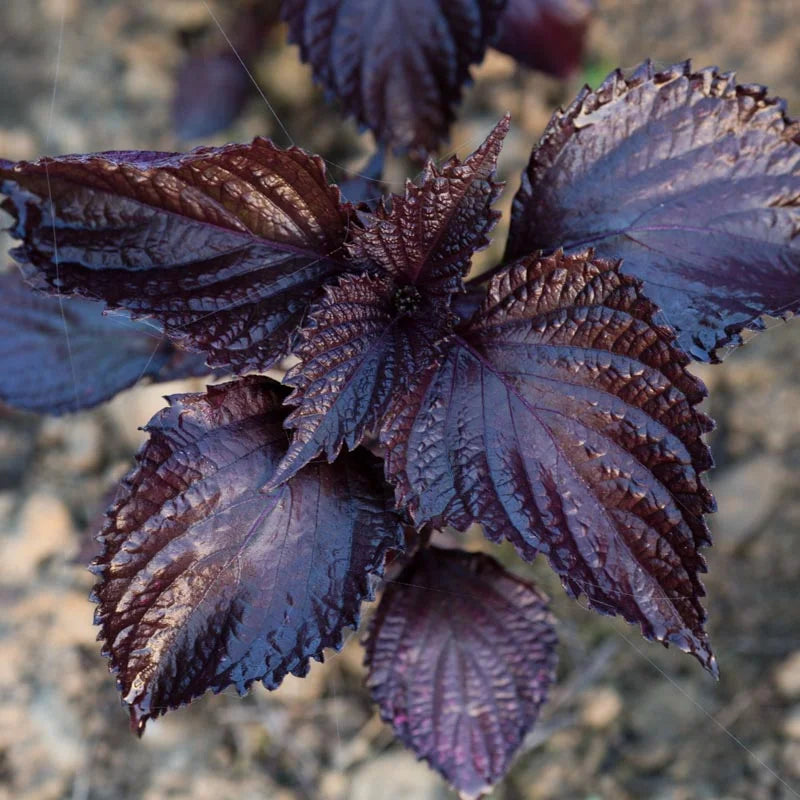 Perilla Rood uit Japan (Aka Shiso) zaden - Feggies