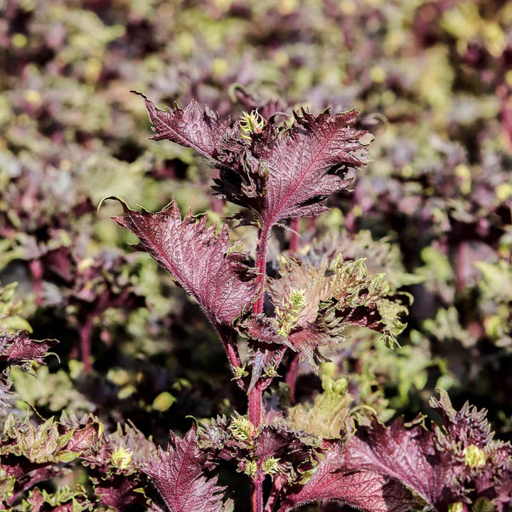 Perilla Violet uit Laos