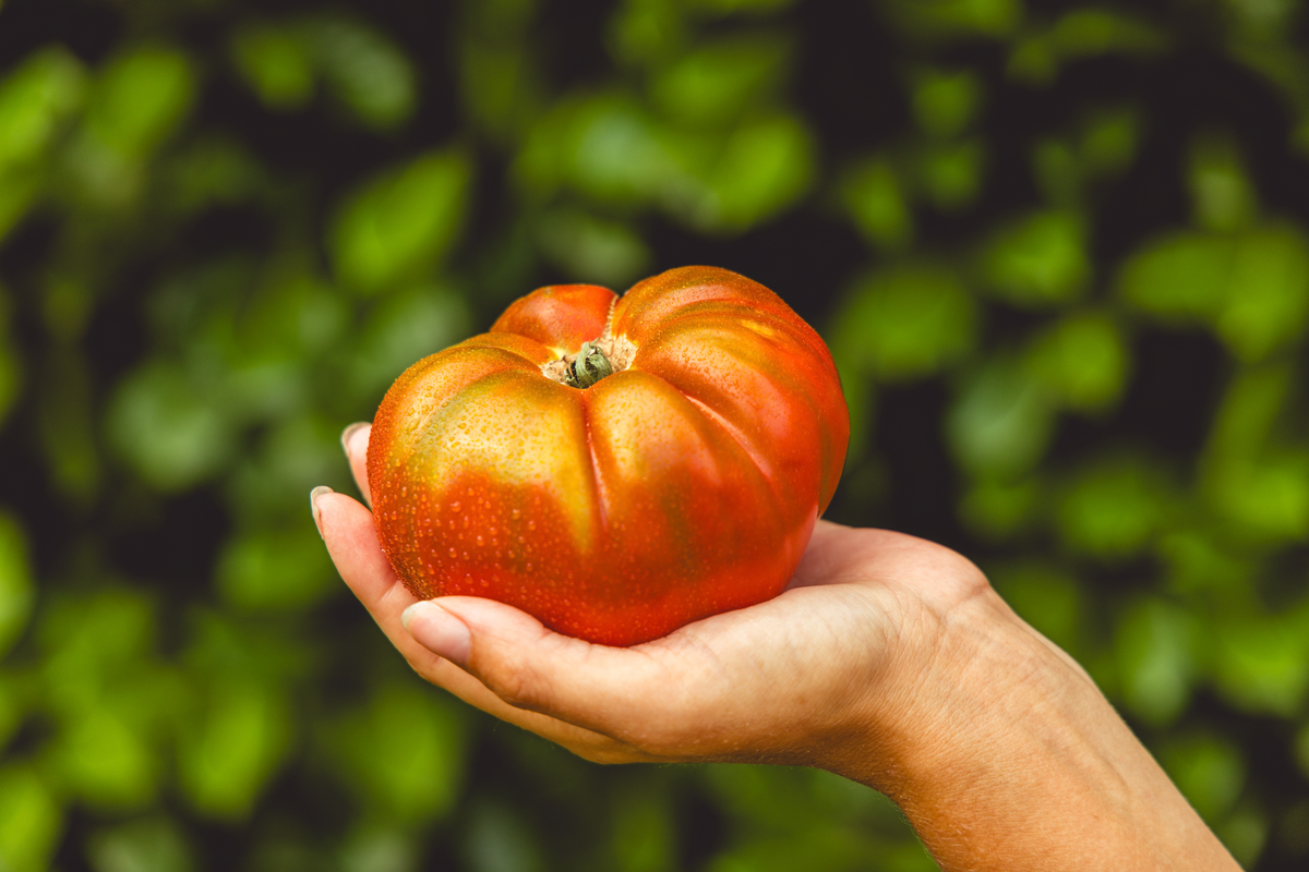 Hand met een grote, rijpe tomaat uit eigen tuin