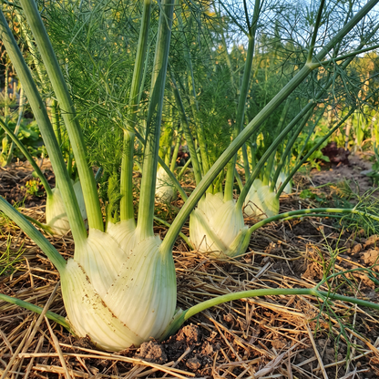 Venkel doux de florence – biologische groentezaden (anijssmaak)