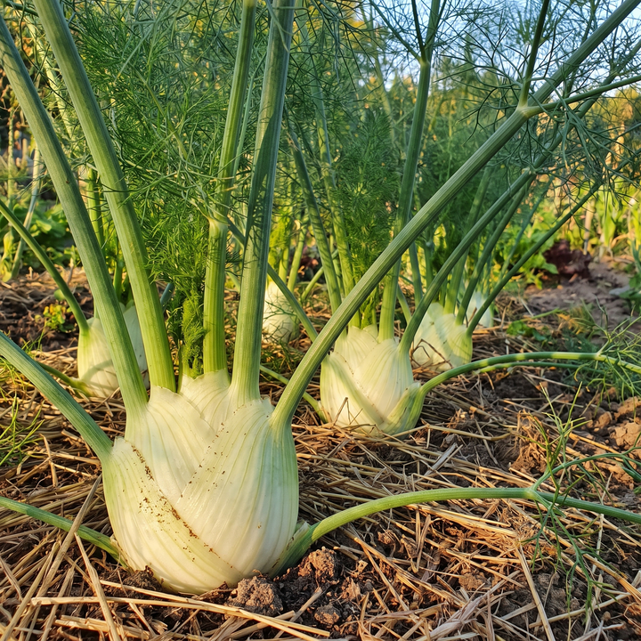 Venkel doux de florence – biologische groentezaden (anijssmaak)