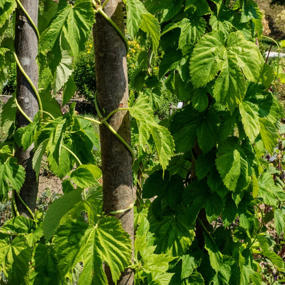 Hop (Humulus lupulus) zaden biologisch